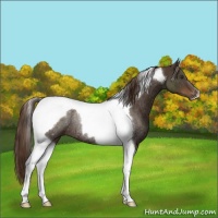 Horse Color:Liver Chestnut Tobiano Rabicano 