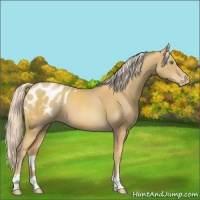 Horse Color:Gold Cream Champagne Appaloosa 