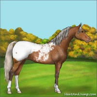 Horse Color:Silver Bay Appaloosa