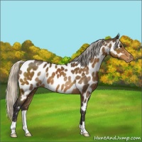 Horse Color:Silver Buckskin Appaloosa 