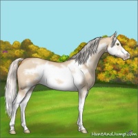 Horse Color:Silver Classic Champagne Dun Splash Frame 