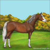 Horse Color:Silver Brown Splash Rabicano 
