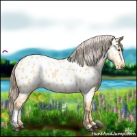 Horse Color:Palomino Dun Appaloosa