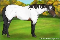 Horse Color:Brown Appaloosa 