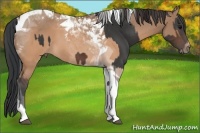 Horse Color:Brown Tobiano and Brown Dun Tobiano