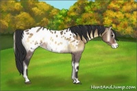 Horse Color:Brown Onyx Appaloosa