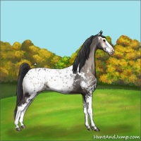 Horse Color:Blue Onyx Sabino Appaloosa 