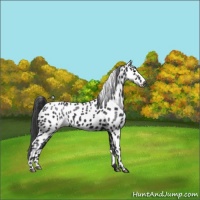 Horse Color:Black Sabino Appaloosa Rabicano 