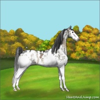 Horse Color:White Spotted Blue Onyx Sabino Appaloosa 