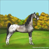 Horse Color:White Spotted Blue Onyx Sabino Appaloosa 