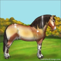 Horse Color:White Spotted Bay Onyx Appaloosa