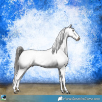 Horse Color:White Spotted Black Mushroom Sabino Appaloosa 
