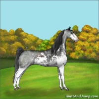Horse Color:Black Sabino Appaloosa Rabicano