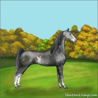 Horse Color:Black Sabino Appaloosa Rabicano