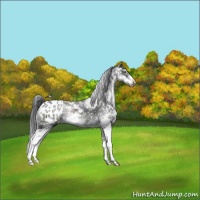 Horse Color:Black Sabino Appaloosa Rabicano