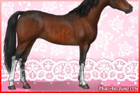 Horse Color:Bay  and Gray Bay 