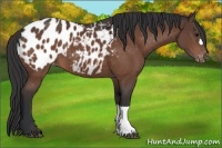 Horse Color:Bay Appaloosa 
