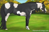 Horse Color:Smoky Creme Roan and Black Frame