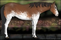 Horse Color:White Spotted Bay 