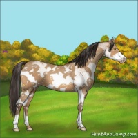 Horse Color:White Spotted Amber Champagne 
