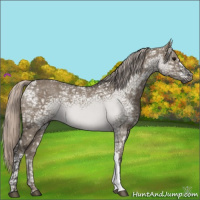 Horse Color:Gray Silver Grullo Ice 
