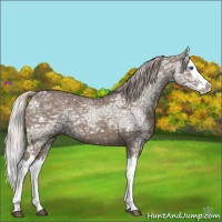 Horse Color:Silver Grullo Ice Splash