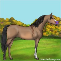 Horse Color:Bay Dun