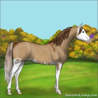 Horse Color:Red Dun Splash 