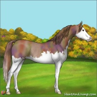 Horse Color:Nacre Chestnut Sabino Splash Rabicano