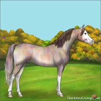 Horse Color:Nacre Red Onyx Roan Splash Rabicano