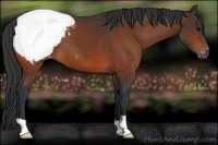 Horse Color:Brown Appaloosa