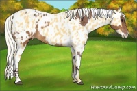 Horse Color:Chocolate Buckskin Tobiano Appaloosa  and Palomino Appaloosa 