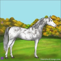 Horse Color:Grullo Sabino