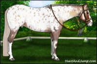 Horse Color:Silver Bay Roan Onyx Near Leopard 