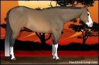 Horse Color:Brown Dun Sabino Splash 