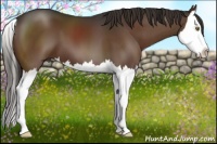 Horse Color:Liver Chestnut Splash 