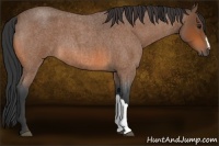 Horse Color:Bay Roan 