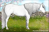 Horse Color:Silver Buckskin Dun Sabino Splash Leopard
