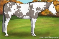 Horse Color:White Spotted Grullo Splash