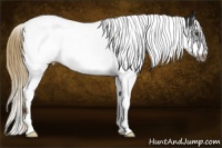 Horse Color:Liver Chestnut Splash Tobiano Frame 