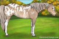 Horse Color:White Spotted Silver Bay Dun Appaloosa