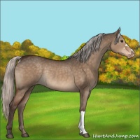 Horse Color:Silver Brown Dun Varnish Rabicano 