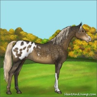 Horse Color:Chocolate Palomino Appaloosa 