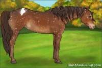 Horse Color:Liver Chestnut Appaloosa 