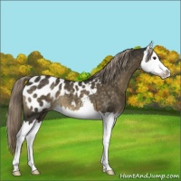 Horse Color:Chocolate Palomino Splash Appaloosa 