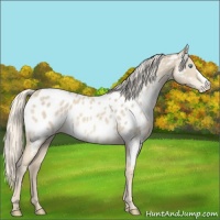 Horse Color:Cremello Appaloosa