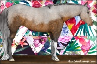 Horse Color:Buckskin Appaloosa Rabicano