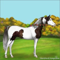 Horse Color:Buckskin Ice Splash Tobiano 