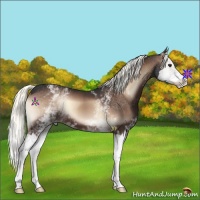 Horse Color:White Spotted Liver Red Onyx Splash 