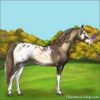 Horse Color:White Spotted Liver Red Onyx Appaloosa 